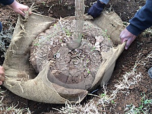 Nový strom výsadba odstrániť vrecovina zabaľte okolo koreň guľa 