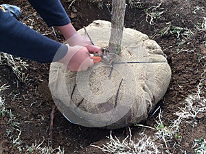 New Tree Planting: Cutting Cords from Burlap around Root Ball photo
