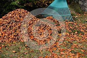 Removing foliage Autumn leaves