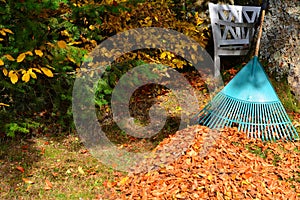 Removing foliage Autumn leaves