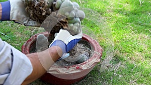 Removing a large mammillaria roots rot cactus from the pot