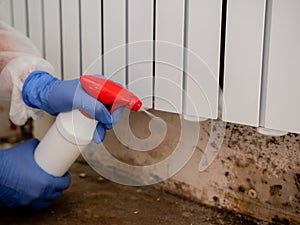 A woman in a protective suit and a respirator sprays a special antifungal spray on the mold-infested wall under the photo