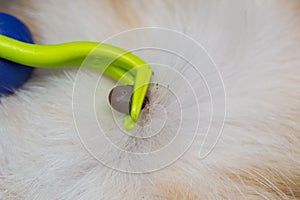 Removing a tick from cat or dog skin with tick remover tool