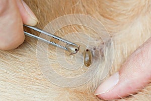 Removing ticks from a dog