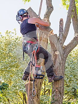 Removing tree branch