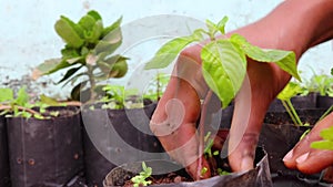 Removing weed plants by hand in flowerpot