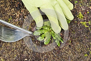 Removing Weed from Yard