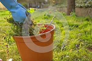 Removing weeds in the garden.Dandelion removal. Cleaning the garden in the spring.Hands in gloves fold last weeds in a