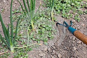 Removing weeds from onion garden with cultivator.