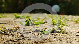 Removing weeds from tiles and paving.gloved hand removes weeds from tiles.