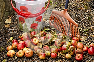 Removing windfall apples photo