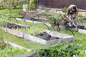 removing withered plants