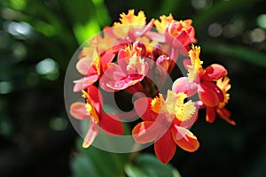 Ren orchid