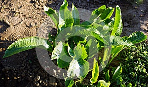 Ren plant with green leaves in the garden.