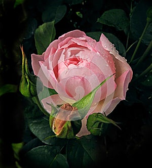 Renaissance peony rose after the rainfall