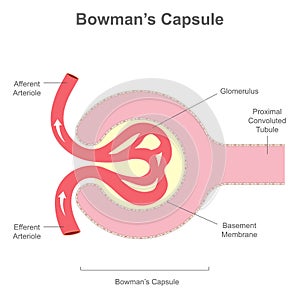 The renal corpuscle or Bowman\'s Capsule structure photo