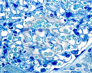 Kidney cortex. 0Ã¢â¬â¢5 ÃÂµm thick section