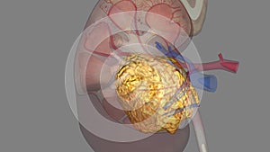 Renal sinus fat is a fat depot at the renal hilum