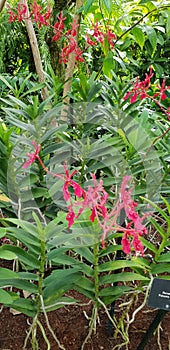 Renanthera Paloma Picasso Orchid flowers in Singapore garden.