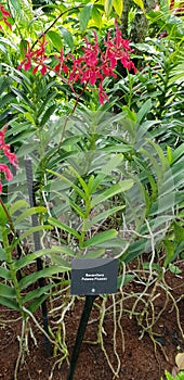 Renanthera Paloma Picasso Orchid flowers in Singapore garden.