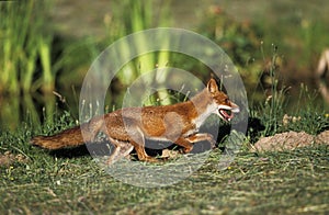 RENARD ROUX vulpes vulpes