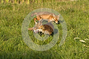 RENARD ROUX vulpes vulpes