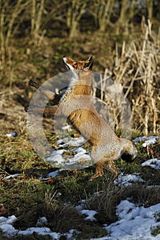 RENARD ROUX vulpes vulpes