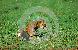 RENARD ROUX vulpes vulpes