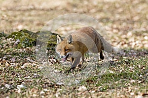 RENARD ROUX vulpes vulpes