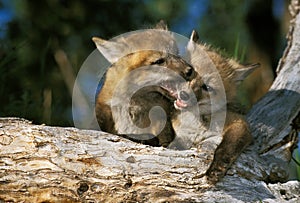 RENARD ROUX vulpes vulpes