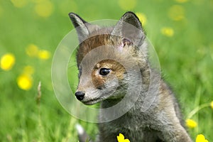 RENARD ROUX vulpes vulpes