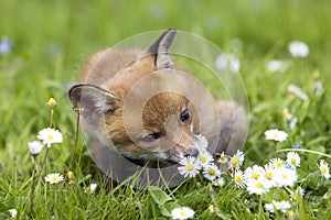 RENARD ROUX vulpes vulpes