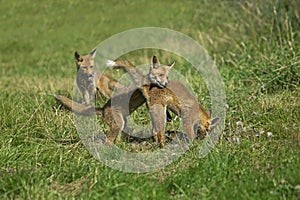 RENARD ROUX vulpes vulpes