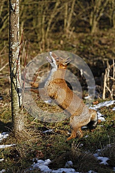 RENARD ROUX vulpes vulpes