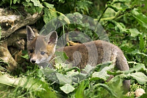 RENARD ROUX vulpes vulpes