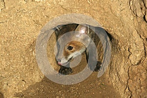 RENARD ROUX vulpes vulpes