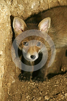 RENARD ROUX vulpes vulpes