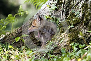 RENARD ROUX vulpes vulpes