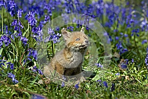 RENARD ROUX vulpes vulpes