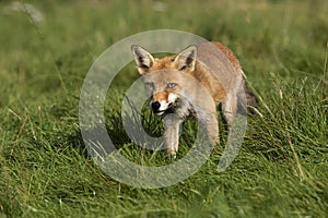 RENARD ROUX vulpes vulpes