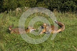 RENARD ROUX vulpes vulpes