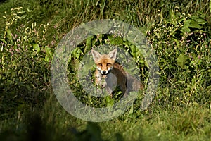 RENARD ROUX vulpes vulpes