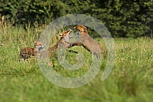 RENARD ROUX vulpes vulpes