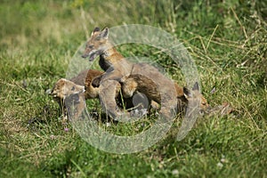 RENARD ROUX vulpes vulpes