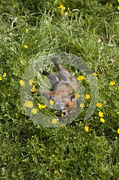 RENARD ROUX vulpes vulpes