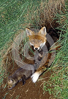 RENARD ROUX vulpes vulpes