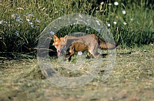 RENARD ROUX vulpes vulpes