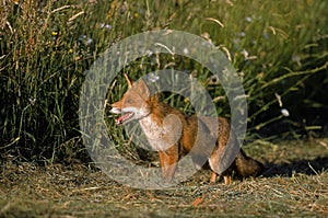 RENARD ROUX vulpes vulpes