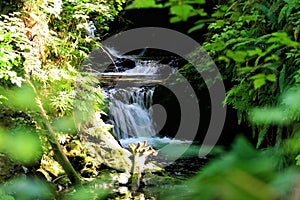 Renault Rain Forest Waterfall