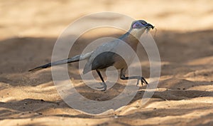 Rencoua, Running Coua, Coua cursor